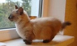 Объявлена самая низкорослая кошка в мире