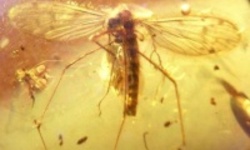 Малярия существовала задолго до появления людей