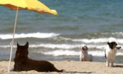 Пляж для собак открыт в Италии