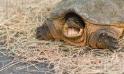 Британские ученые научили зевать черепашку