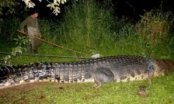 Филиппинцы поймали крупнейшего в мире крокодила