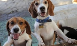 В Испании спасли 40 собак породы бигль