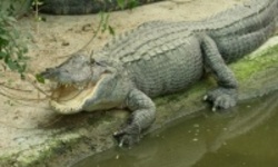 Столичный полицейский поселил у себя крокодила