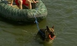 Прошел Чемпионат России по спасению на водах с собаками