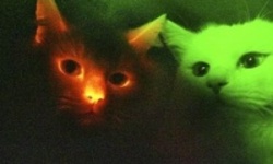 От СПИДа спасут... светящиеся зеленые кошки