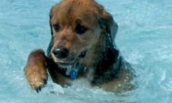 Открыт первый в России бассейн для собак