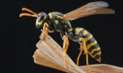 Одобрена вакцина от аллергии на укусы ос и пчел