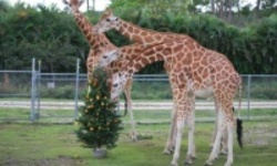 Рождество для жирафов