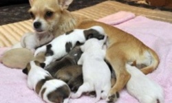 Чихуахуа Коко родила рекордное количество щенков