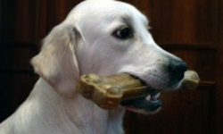 Чехия: Ученые раскопали собаку с костью мамонта в зубах