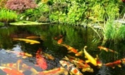 33 желания - золотые рыбки у вас в пруду