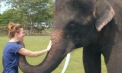 Первый в мире слон-хипстер